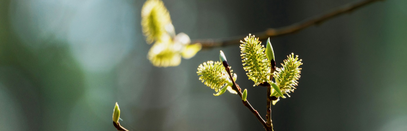 春喚身心 · 與春日共享療癒時光